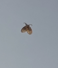 Clogmia albipunctata