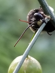 Melissodes desponsus