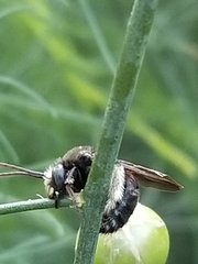 Melissodes desponsus