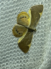 Opisthoxia