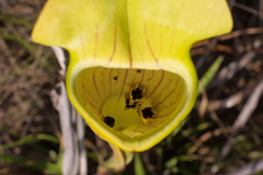 Exyra semicrocea
