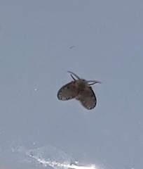 Clogmia albipunctata