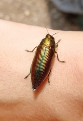 Eurythyrea aurata