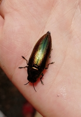 Eurythyrea aurata