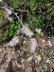 Mimosa rosei