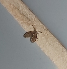 Clogmia albipunctata