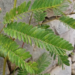 Mimosoideae