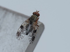 Tephritis neesii