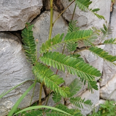 Mimosoideae