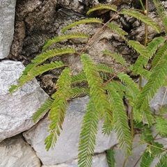 Mimosoideae
