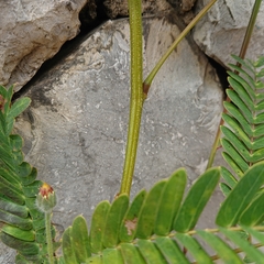Mimosoideae