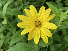 Helianthus divaricatus