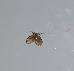 Clogmia albipunctata