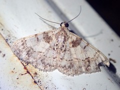 Myrioblephara