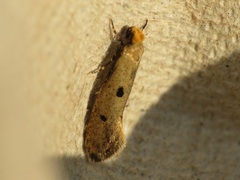 Tinea trinotella