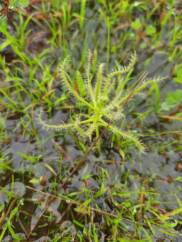 Drosera indica