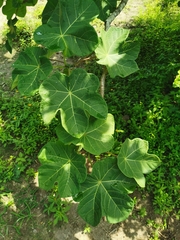 Jatropha peltata