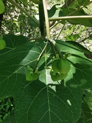 Jatropha peltata