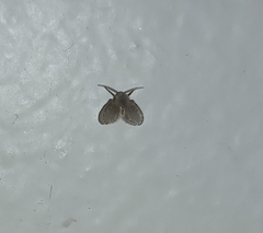 Clogmia albipunctata