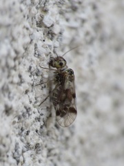 Blaste quadrimaculata