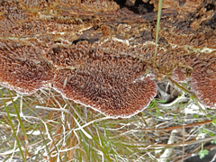 Gloeophyllum abietinum