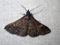 Naarda alternata