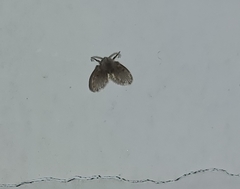 Clogmia albipunctata