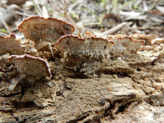 Gloeophyllum abietinum