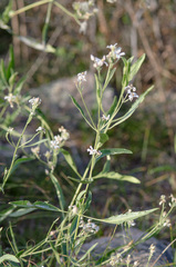 Clematis songorica