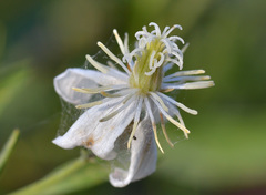 Clematis songorica