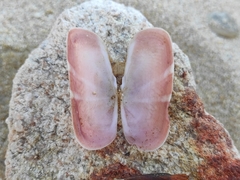 Solecurtus strigilatus