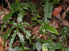 Pteris dimorpha