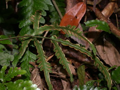 Pteris dimorpha