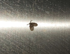 Clogmia albipunctata
