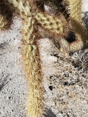 Cylindropuntia wolfii
