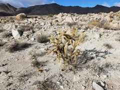 Cylindropuntia wolfii