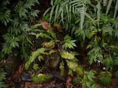 Leptochilus hemionitideus