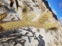 Cylindropuntia wolfii