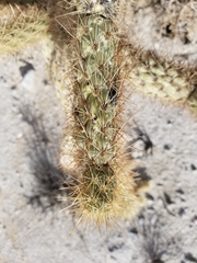 Cylindropuntia wolfii