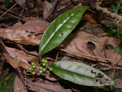 Ardisia brevicaulis