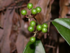 Ardisia brevicaulis