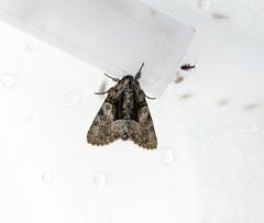 Chytonix palliatricula