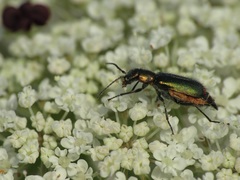 Cordylepherus viridis