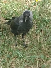 Corvus monedula