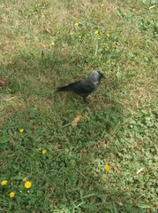 Corvus monedula