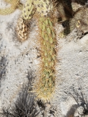 Cylindropuntia wolfii