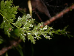 Crepidomanes latealatum