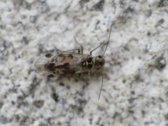 Blaste quadrimaculata