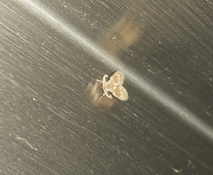 Clogmia albipunctata