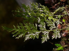 Crepidomanes latealatum